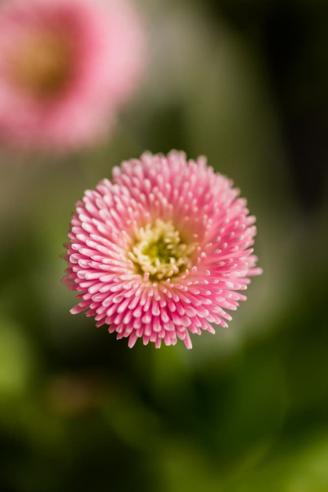 Pink Daisy Bloom by Javier Pardina — canvas wall art