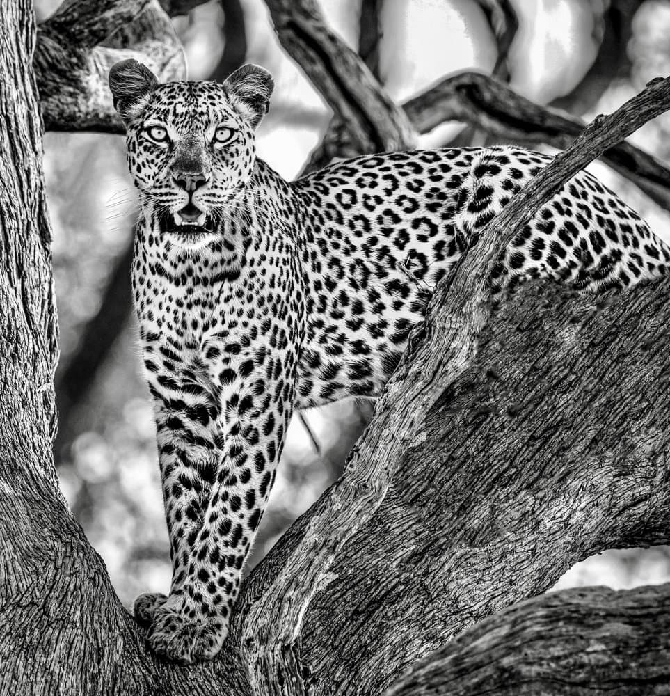 Intense Leopard Gaze by Rob Darby — canvas wall art