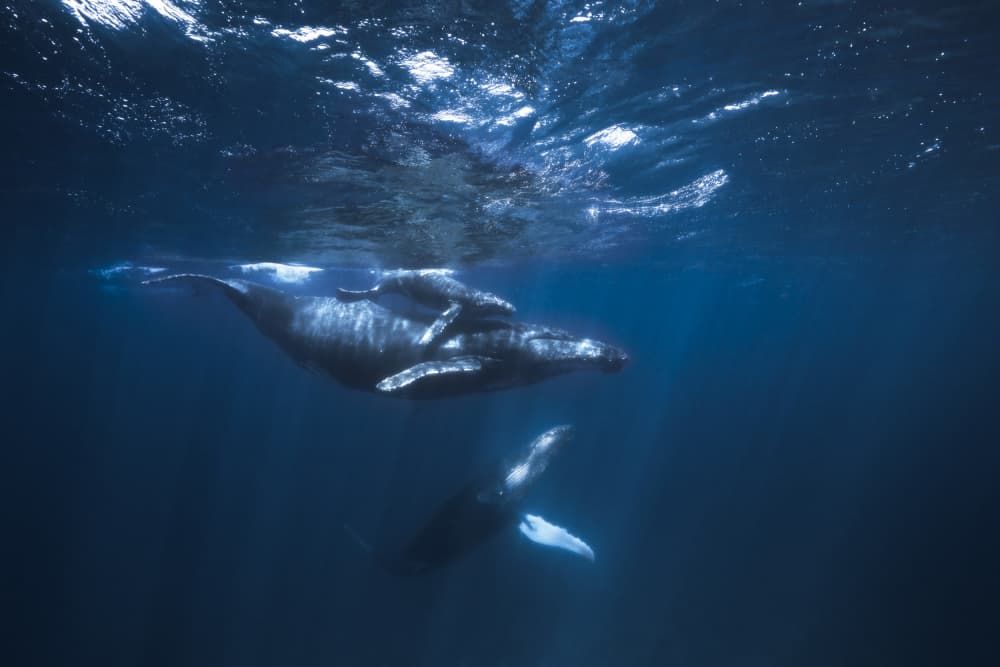 Deep Blue Whale Family by Barathieu Gabriel — canvas wall art
