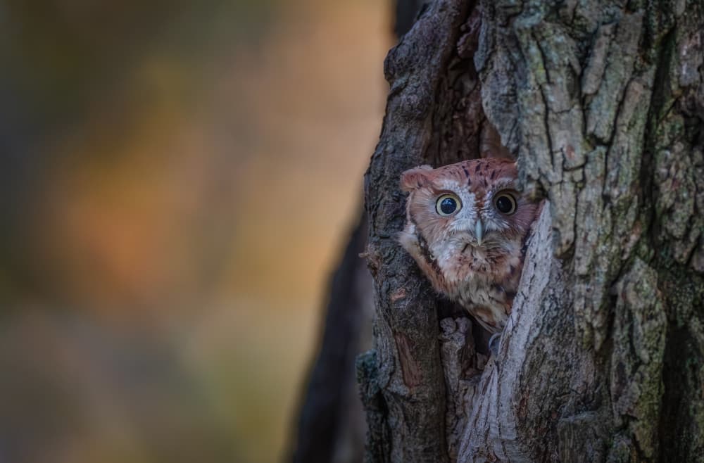 Curious Owl Tree Hollow by Max Wang — canvas wall art