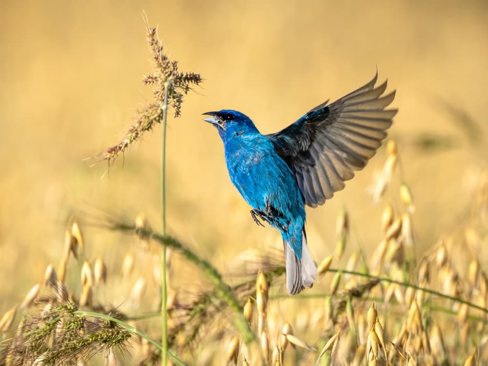 Indigo Bunting Flight by Steven Zhou — canvas wall art