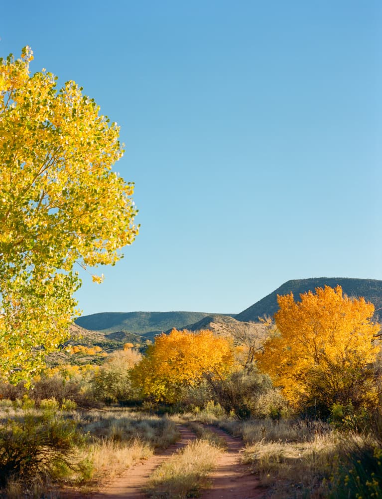 Vibrant Autumn Road by Bethany Young — canvas wall art