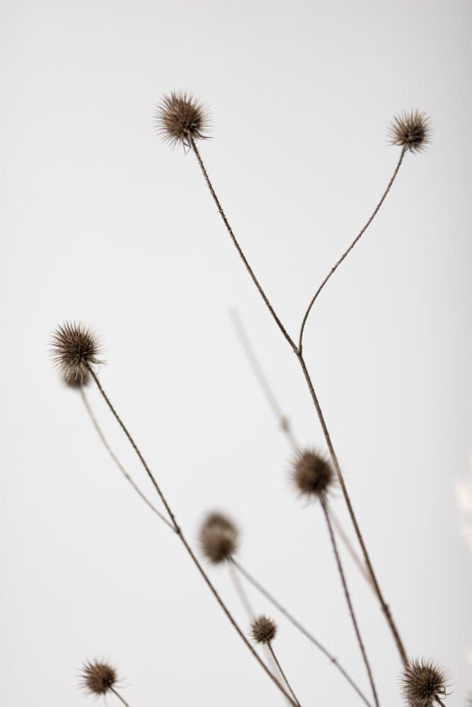 Thistle Grey 04 by Pictufy Studio III — canvas wall art