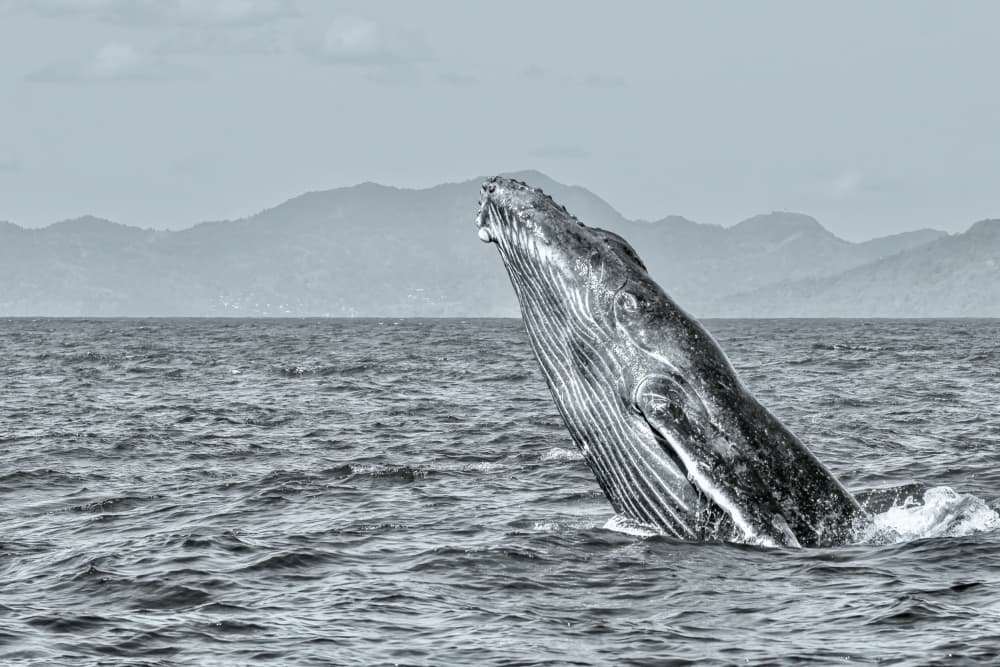 Humpback Whale Breach by Serge Melesan — canvas wall art