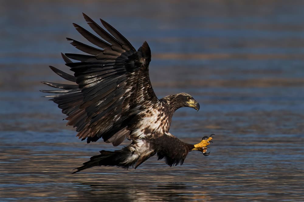 Bald Eagle Fishing Flight by Johnny Chen — canvas wall art