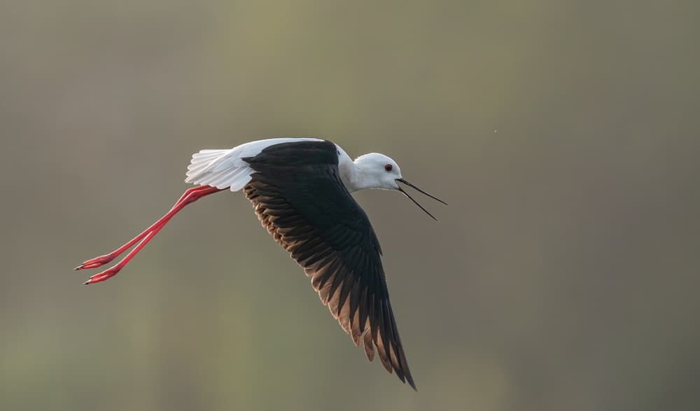 Stilt Takes Flight by Rajat Dhesi — canvas wall art