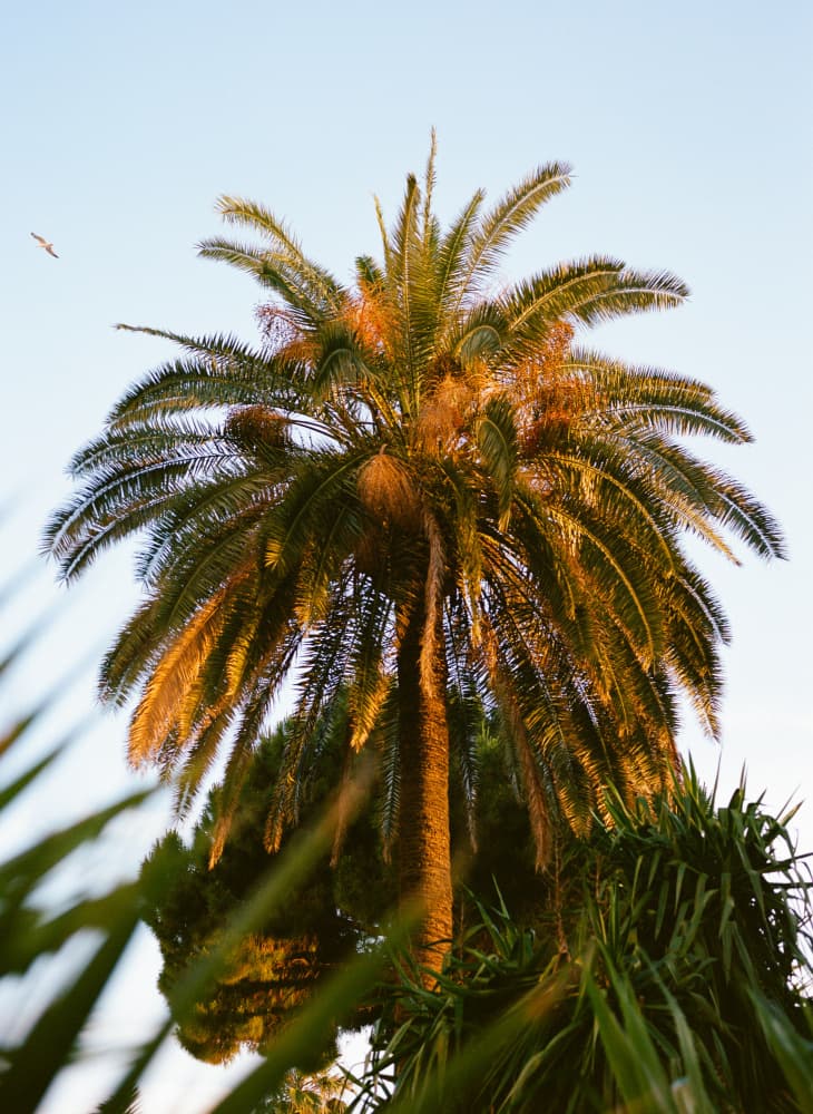 Golden Tropical Palm by Bethany Young — canvas wall art