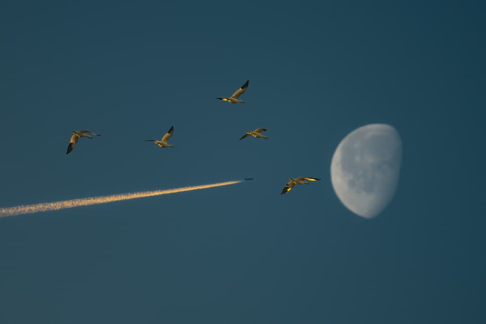 Moon Birds And Jet by Ken Liang — canvas wall art