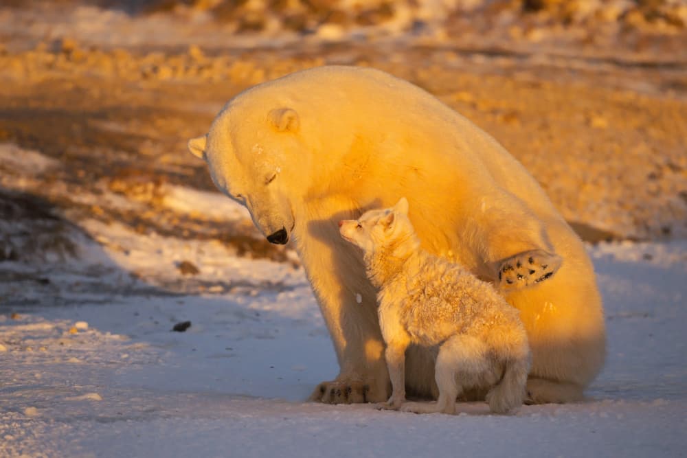 Golden Arctic Friendship by Marco Pozzi — canvas wall art