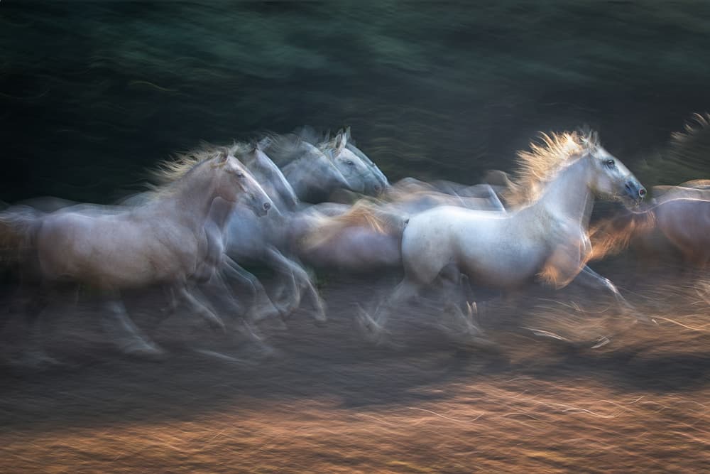 Wild Horse Motion by Milan Malovrh — canvas wall art