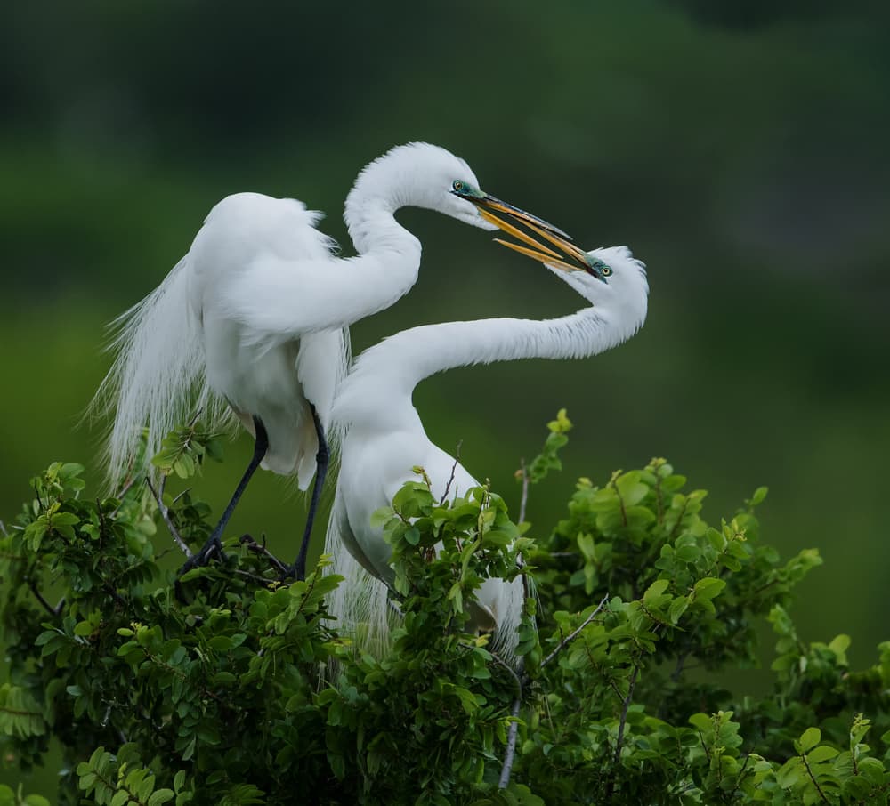 White Egret Pair by Sheila Xu — canvas wall art