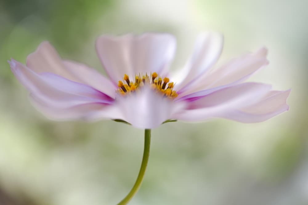 Cosmos Cloud by Mandy Disher — canvas wall art