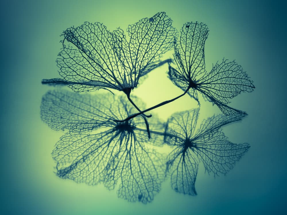 Skeleton Leaves Reflection by Shihya Kowatari — canvas wall art