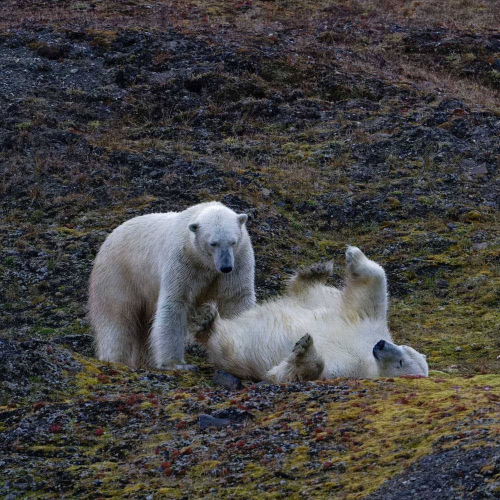 Polar Bears Playing by Som Prasad — canvas wall art