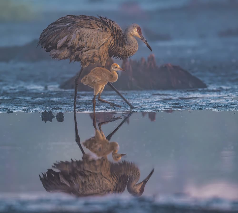 Crane Family Reflection by Liwen Tao — canvas wall art