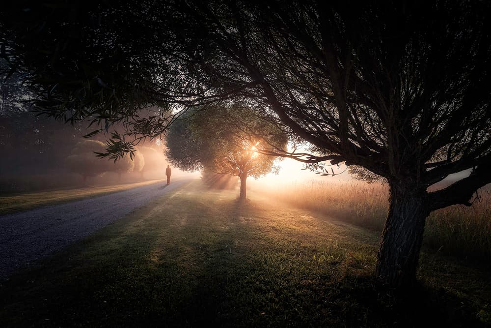 Misty Morning Path by Mika Suutari — canvas wall art