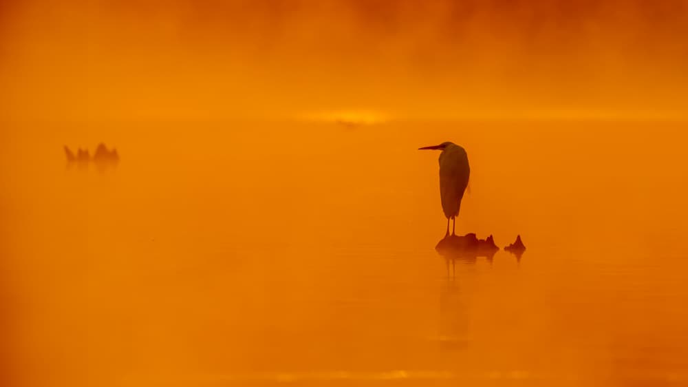 Misty Golden Dawn Bird by ZY Zhang — canvas wall art