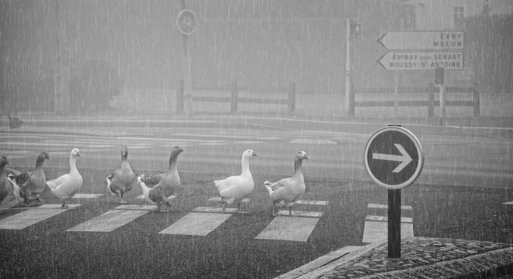 Geese Crossing In Rain by Anna Cseresnjes — canvas wall art