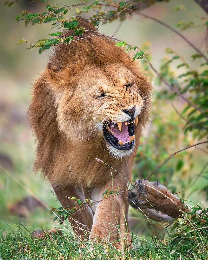 Fierce Roaring Lion by Annie Poreider — canvas wall art
