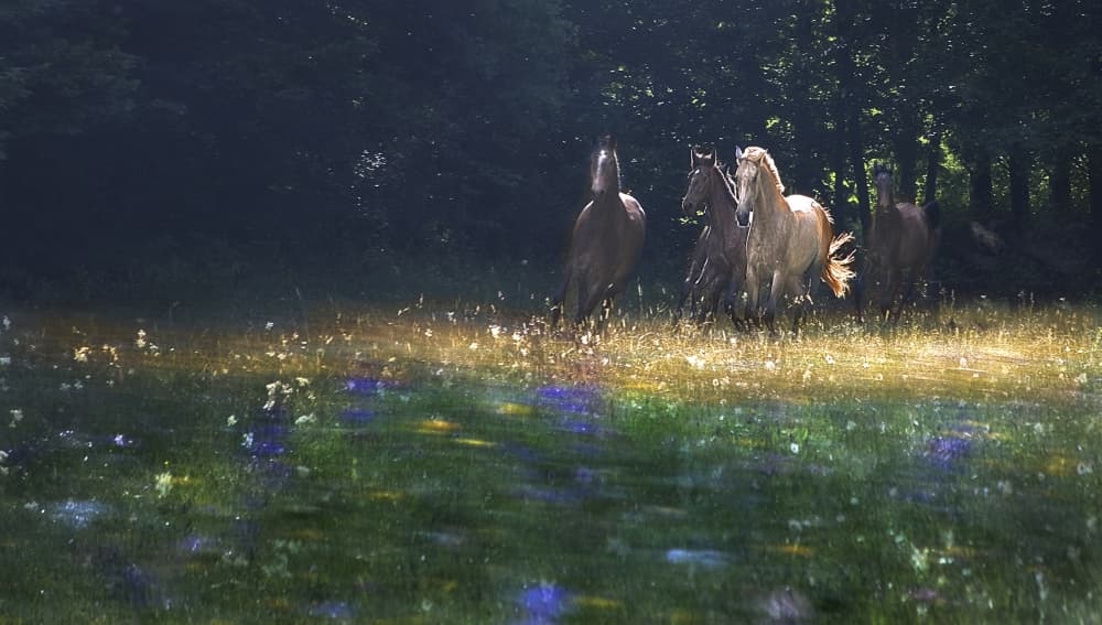 Wild Horses Galloping by Milan Malovrh — canvas wall art
