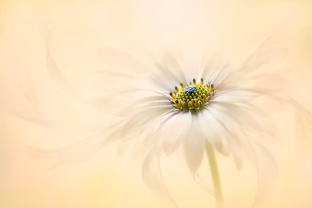 Gentle Daisy Bloom by Jacky Parker — canvas wall art
