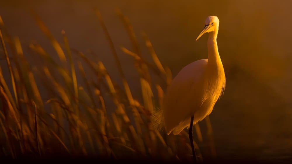 Golden Hour Egret by David Manusevich — canvas wall art