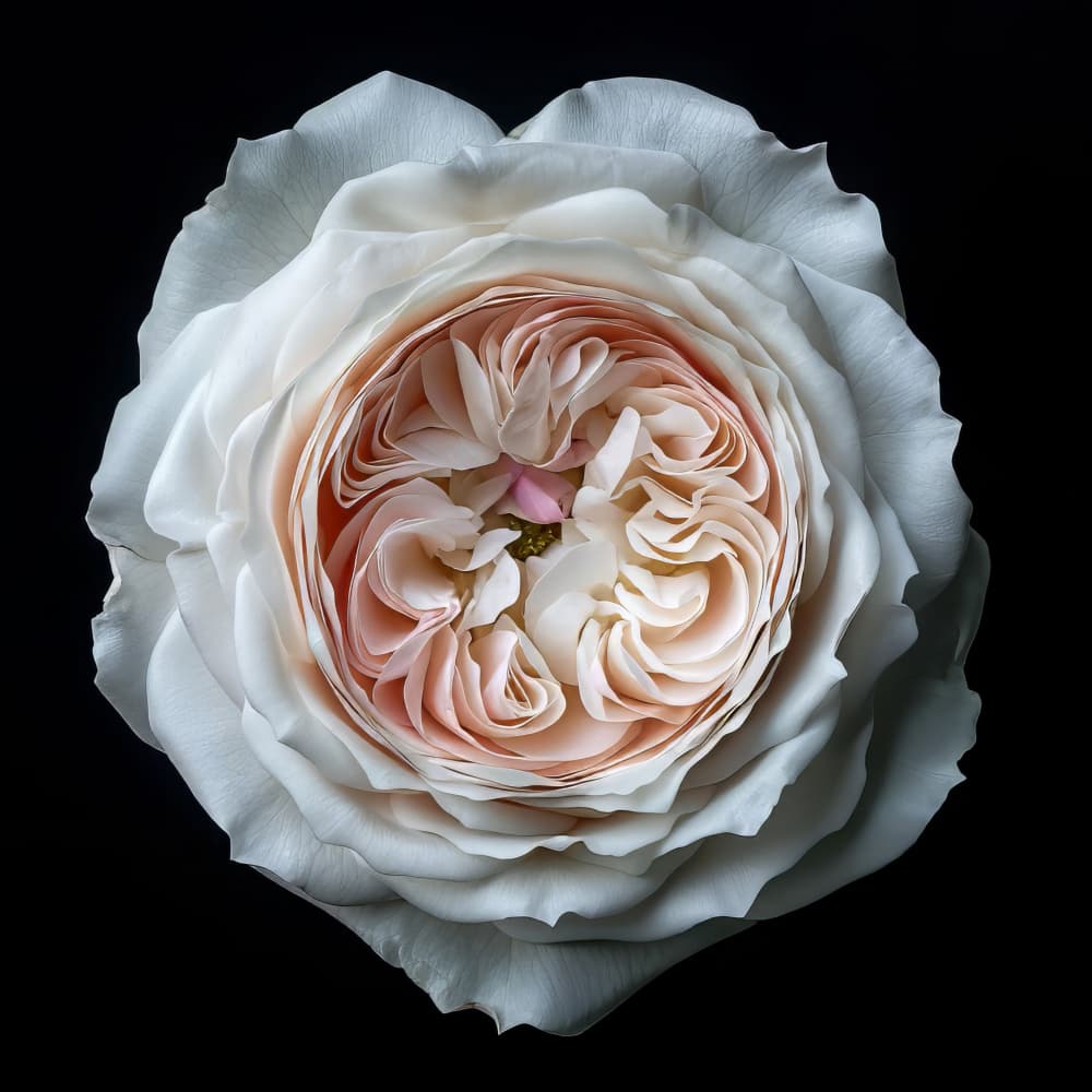 Soft Blush Rose Bloom by Bilge Paksoylu — canvas wall art
