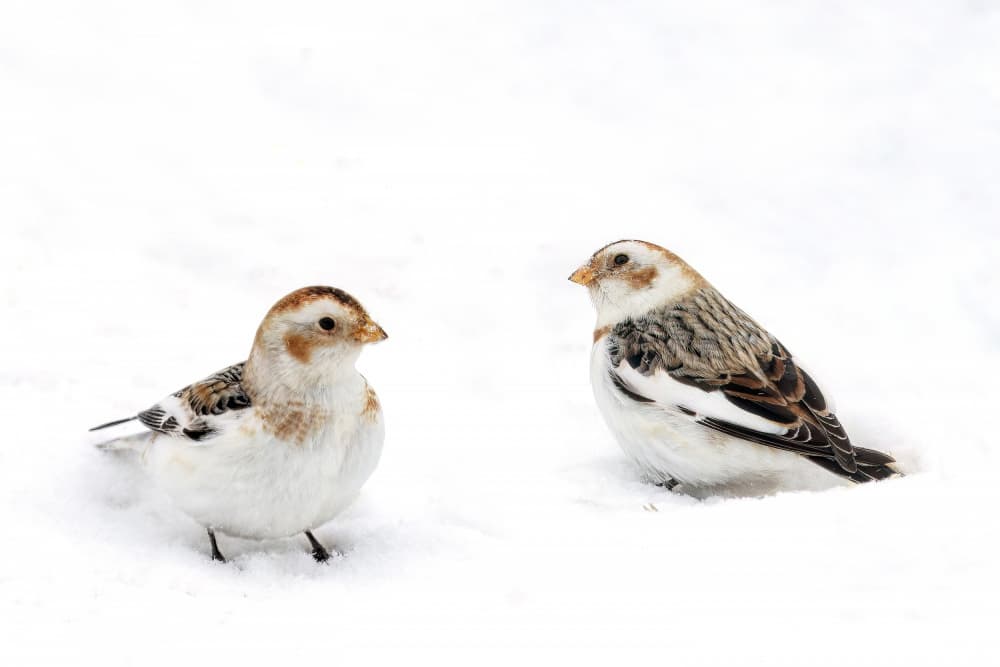 Winter Snow Birds by Lucie Gagnon — canvas wall art