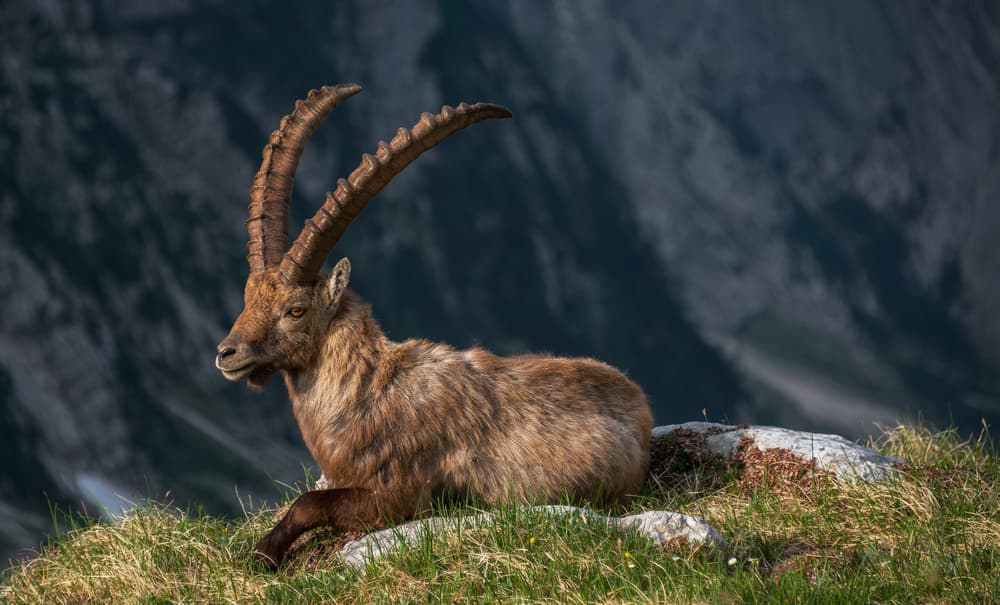 Majestic Mountain Ibex by Ales Krivec — canvas wall art