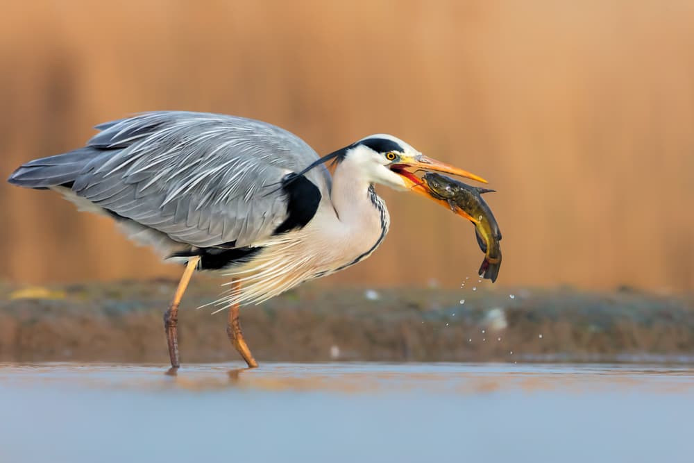Heron's Fish Catch by Jun Zuo — canvas wall art