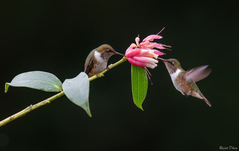 Hummingbirds Pink Bloom by Rajat Dhesi — canvas wall art