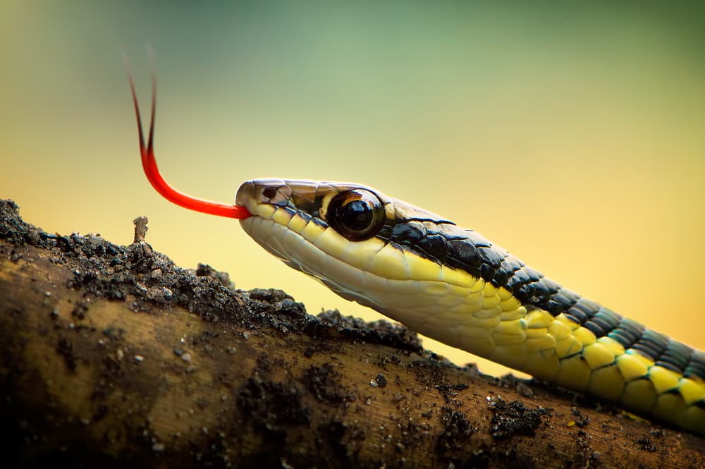 Vibrant Snake Tongue by Rooswandy Juniawan — canvas wall art