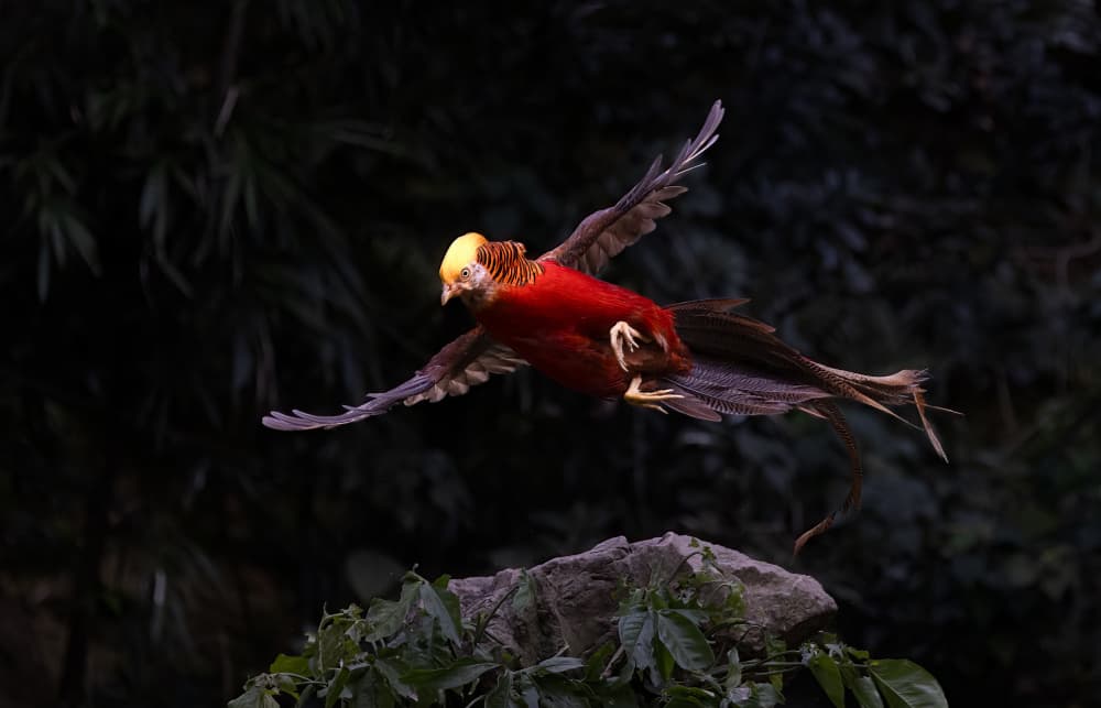 Golden Pheasant Flight by DonnaHom APA — canvas wall art