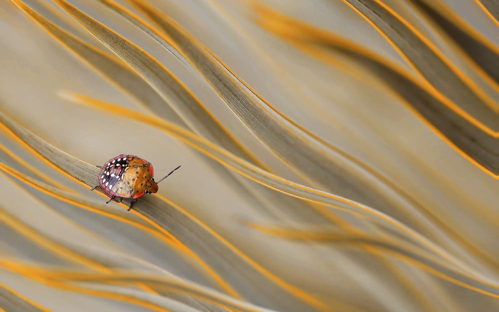 Spotted Orange Bug by Thierry Dufour — canvas wall art