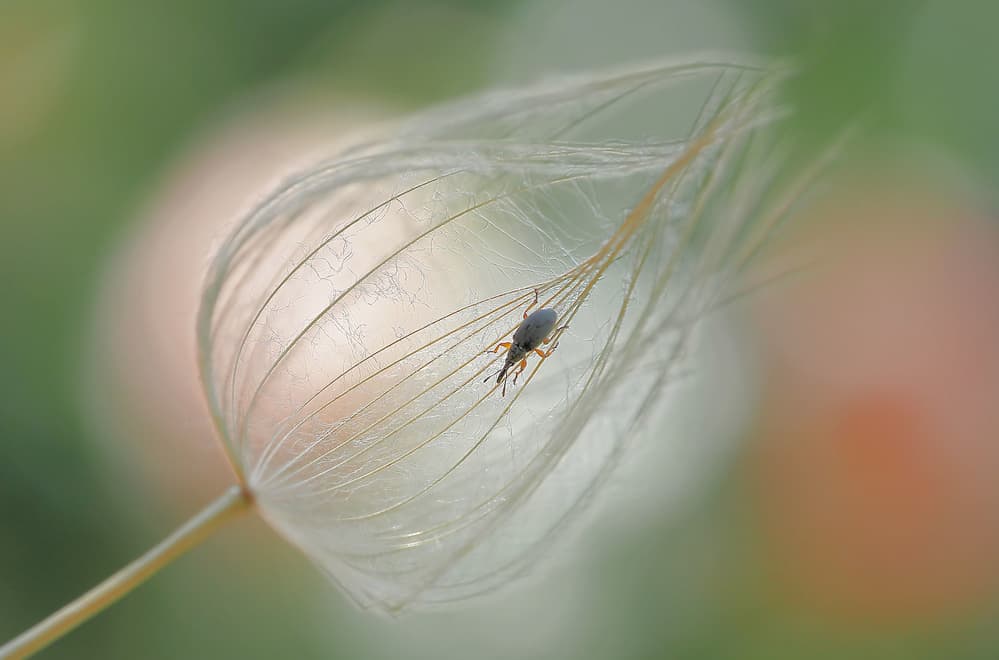Weevil on Dandelion Seed by Thierry Dufour — canvas wall art