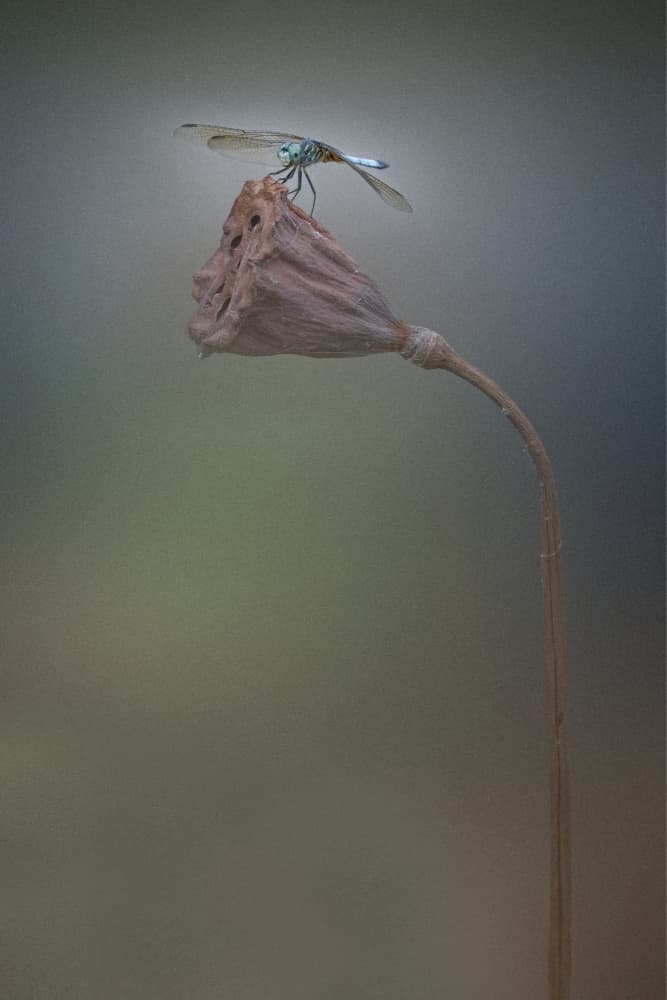 Dragonfly On Lotus Pod by Linda Lu — canvas wall art