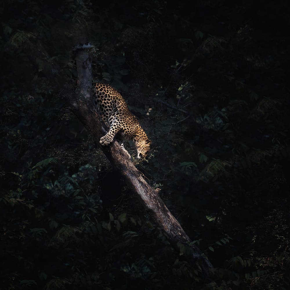 Leopard Descending Tree by swapnil deshpande — canvas wall art