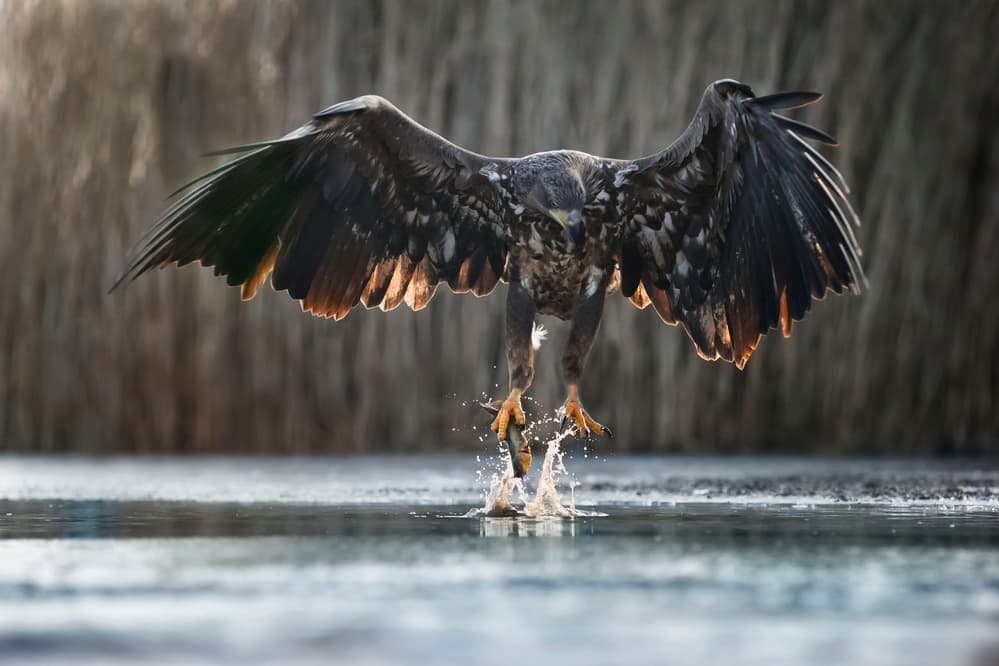 Majestic Eagle Fishing by Phillip Chang — canvas wall art