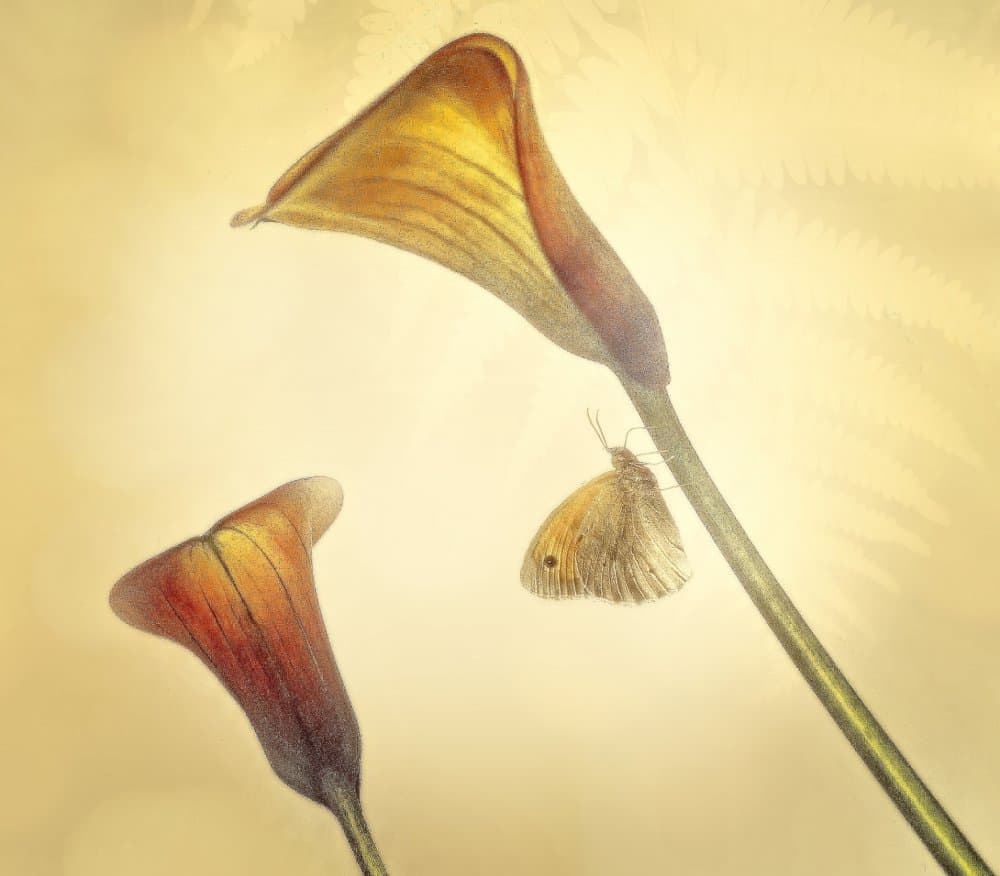 Golden Calla Butterfly by Anna Cseresnjes — canvas wall art