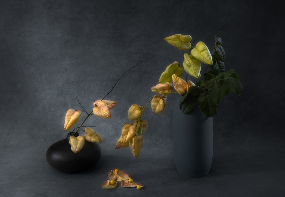 Moody Botanical Still Life by Aidong Ning — canvas wall art