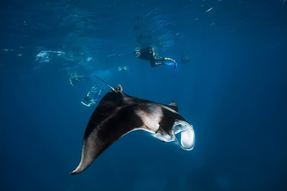 Swimming with Manta Rays by Barathieu Gabriel — canvas wall art