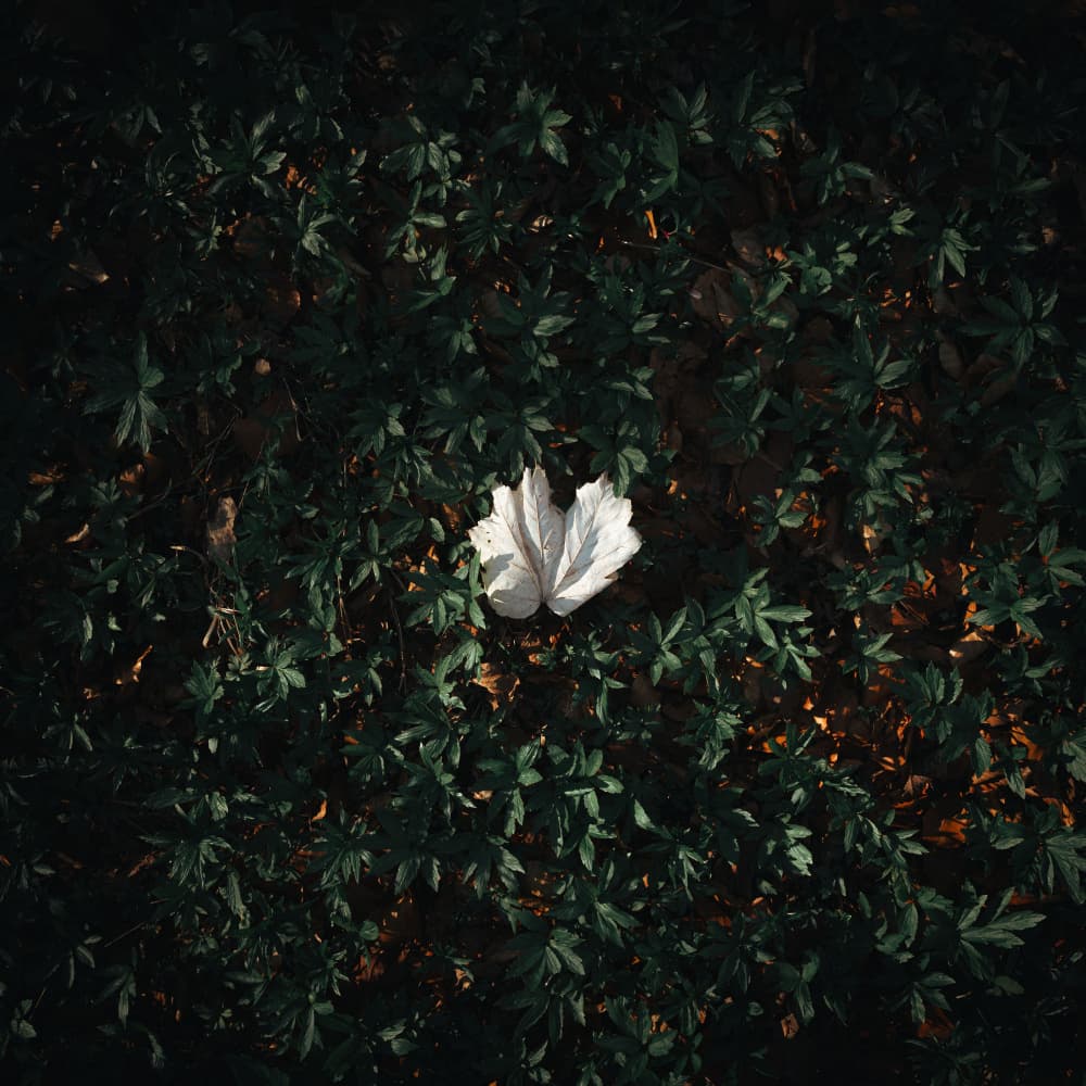 Solitary White Leaf by Theodor Gerhamn — canvas wall art