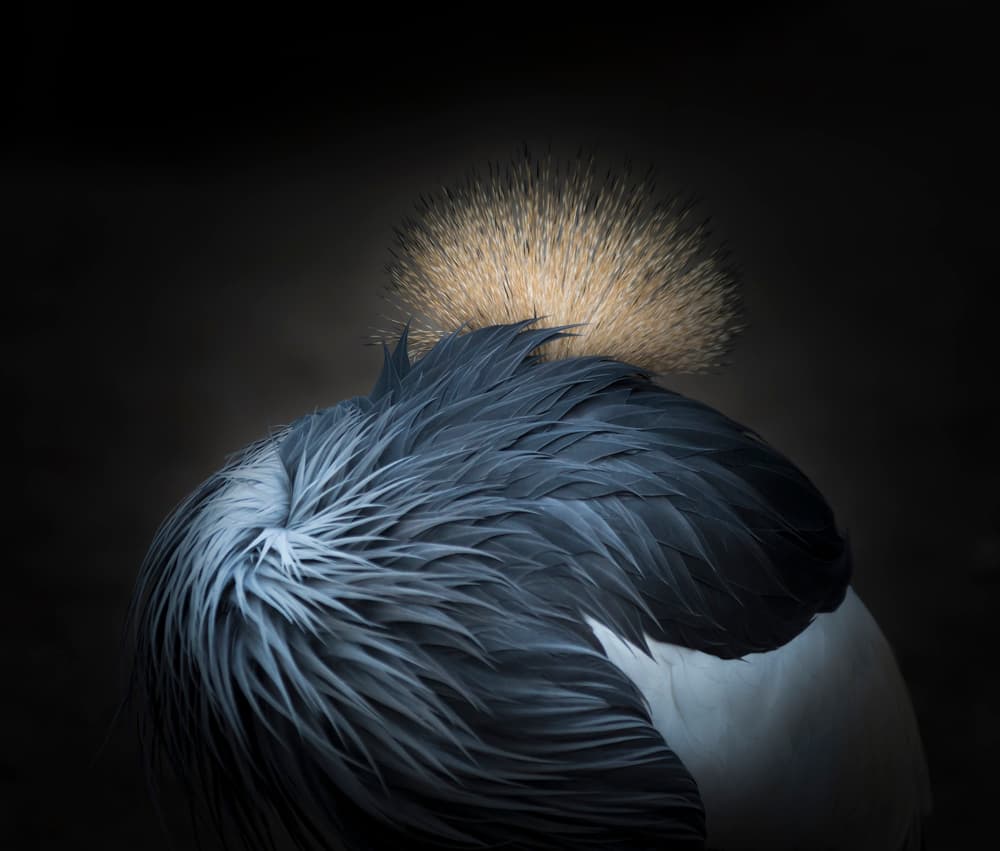 Golden Crested Crane by Greetje van Son — canvas wall art