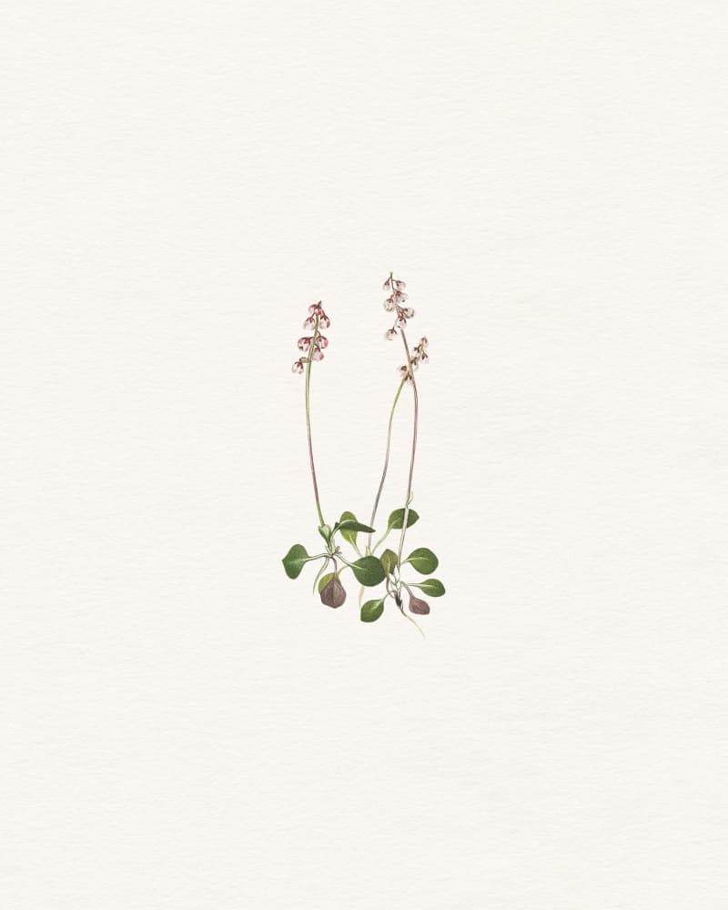 Delicate Botanical Study by Wild Violets — canvas wall art