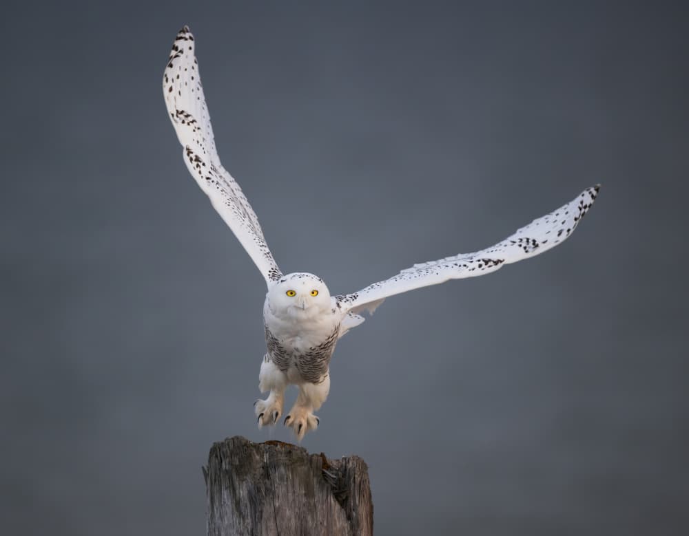 Snowy Owl Taking Flight by Xiaobing Tian — canvas wall art