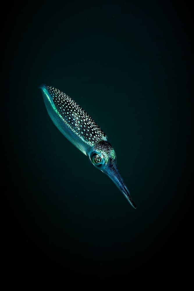 Iridescent Deep Squid by Serge Melesan — canvas wall art