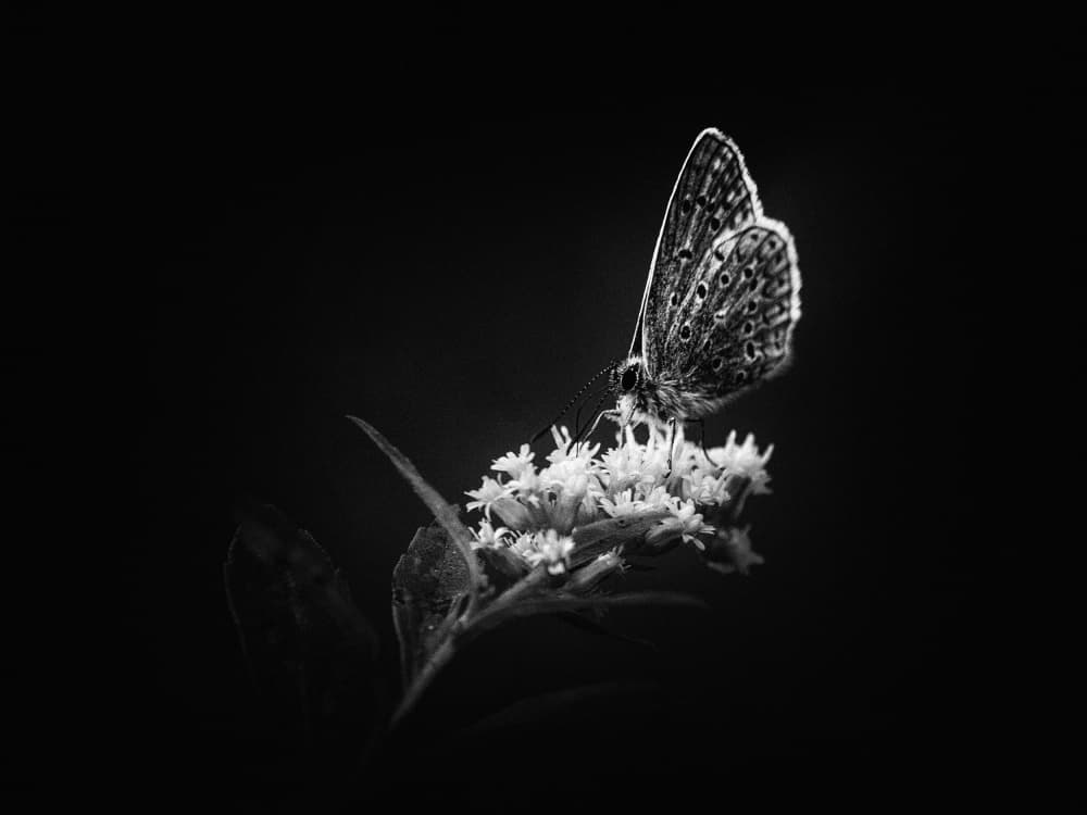 Monochrome Butterfly Bloom by Eiji Yamamoto — canvas wall art
