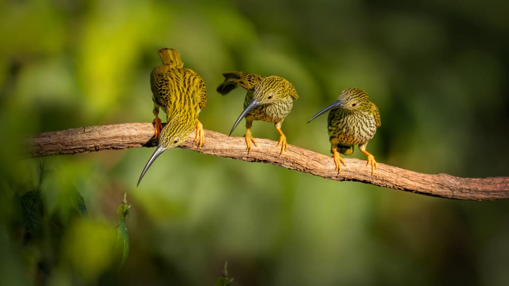 Three Tropical Green Birds by tianhuayu — canvas wall art