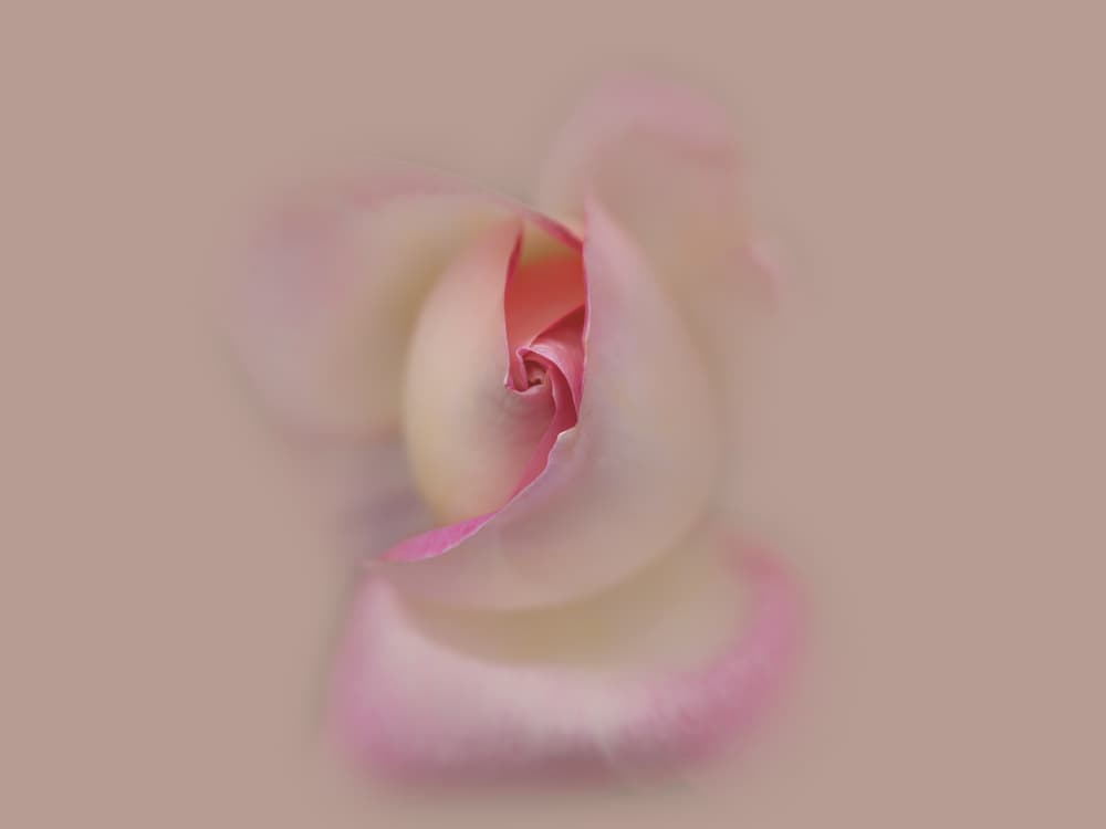 Soft Pink Rosebud by Satoshi Hatsumori — canvas wall art