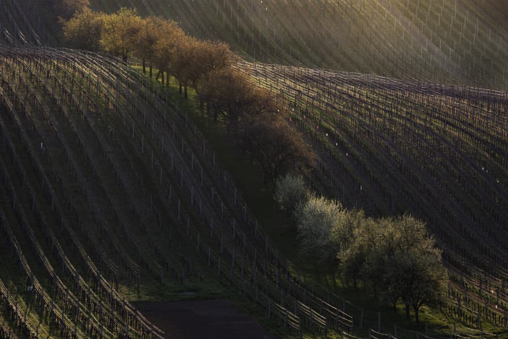 Vineyard Golden Light by Clas Gustafson PRO — canvas wall art